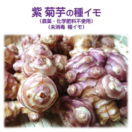 楽天市場 紫菊芋の種イモ 無農薬 無化学肥料栽培 ５個 おまけ付き 家庭菜園に ティー ハーブ楽天市場店