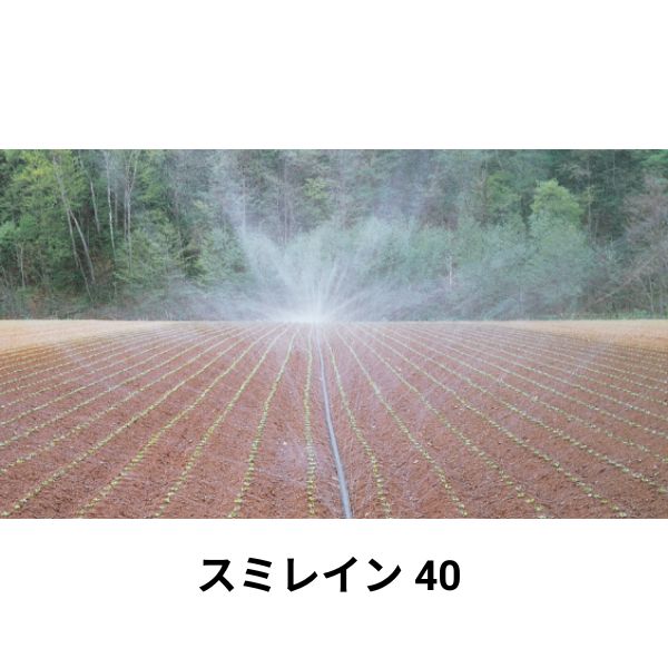 相撲取り草はたご屋 40 1巻 WB3613 住化農林原材料