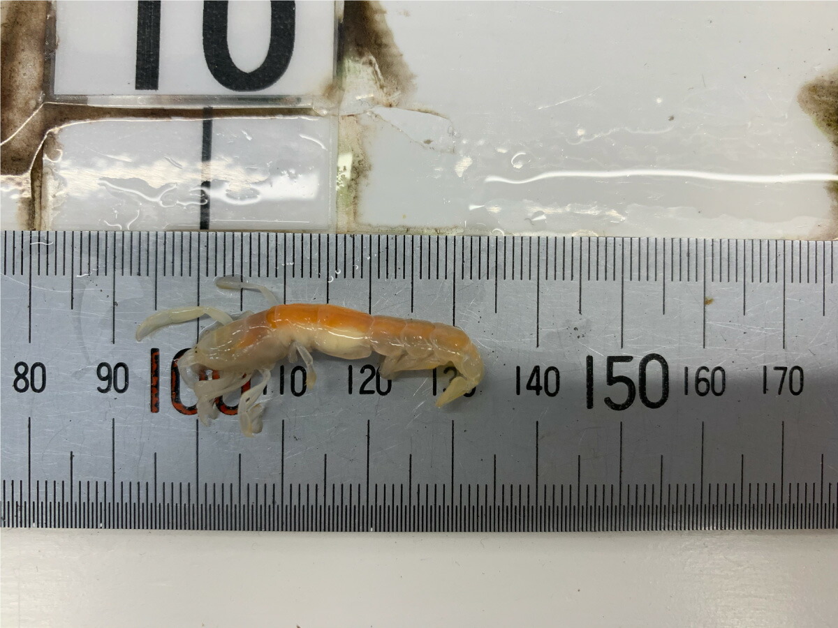 楽天市場 5 活エサ スジエビ 地エビ モエビ 50g 約50匹 約２ ３ｃｍ ノークレーム限定 フィッシングショップｔポート