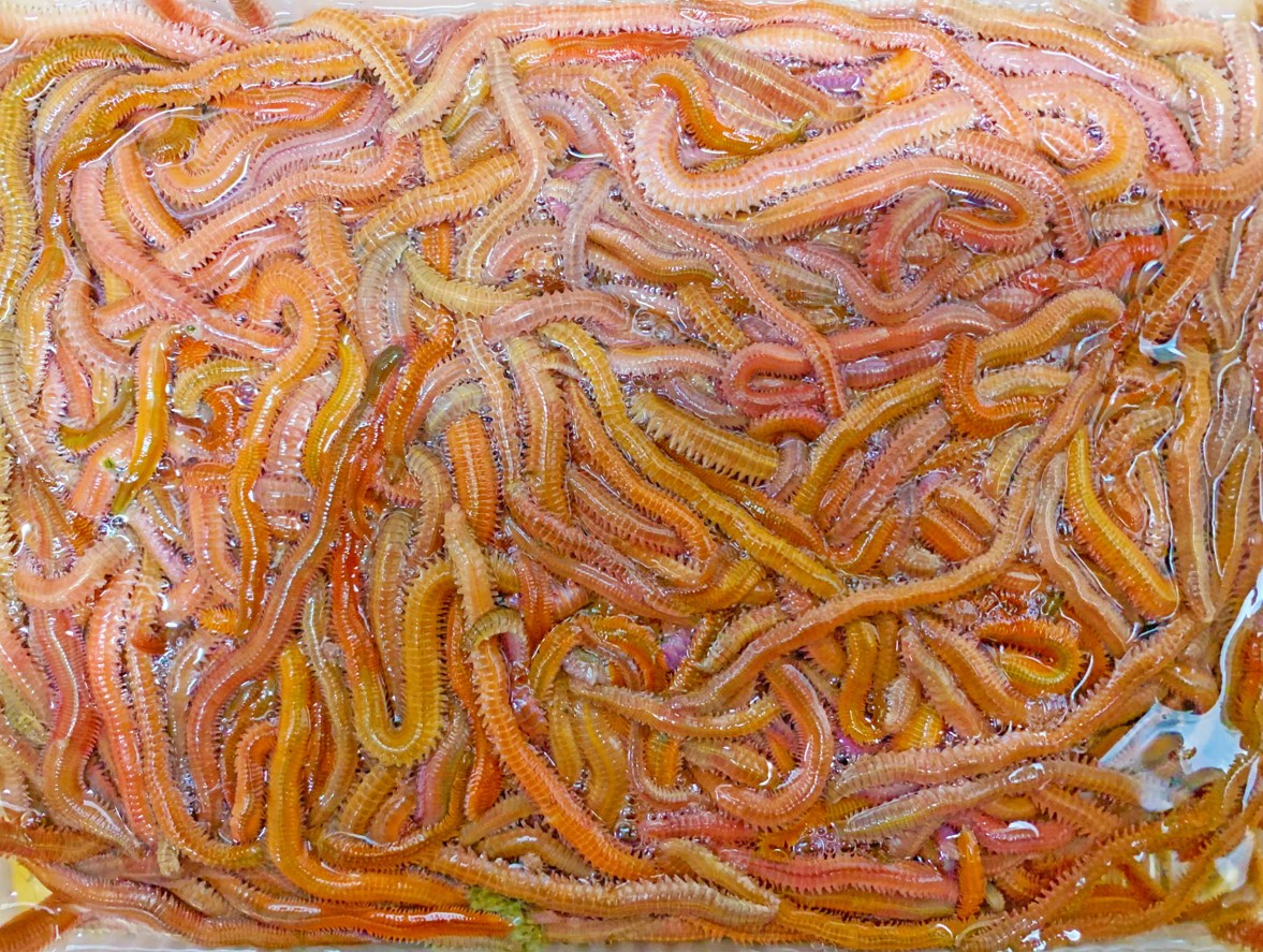 [252] スーパー赤イソメ ５００ｇ 釣り餌 超お得！ 【完全養殖】 ※ノークレーム限定 フィッシングショップＴポート