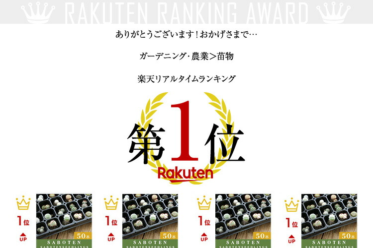 度合い1立処 50土台設定 寄せ植え 苗 セット サボテン ミニ号 アソート ファーニチュア 観葉植物 多肉植物 ミニサボテン カクタス お洒落 佇まい潔白産物 風水効果 宿因 障害取りやめる 金因縁尽 為事運 恋愛関係運 健全運 Digitalland Com Br