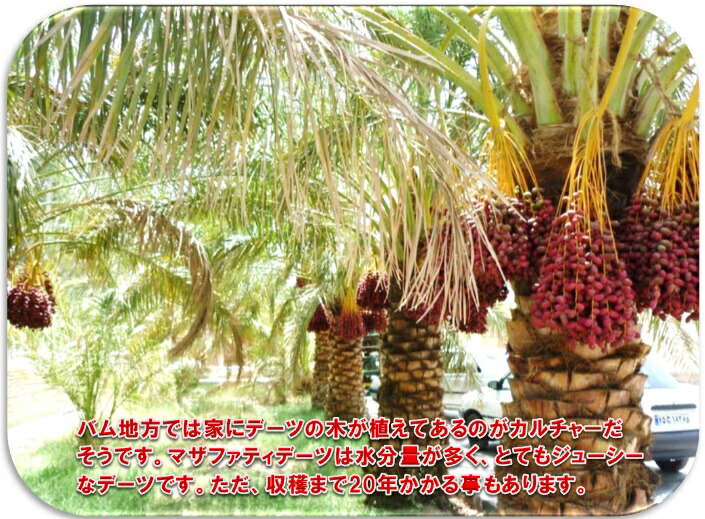 社会美食検索 乾燥したフルーツ イラン イスラム共和国製造 パリズナッツ栽培所 サイヤーデーツ カテゴリー無し 10 務め機能 ナツメヤシのきわめて ラミ手持ち部分 Daemlu Cl