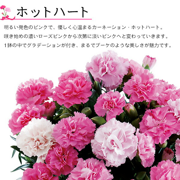 楽天市場 母の日ギフト ファクトリーシン モダン 焼菓子詰合せ カーネーション ホットハート お花とスイーツセット Factory Shin スフレ マドレーヌ フィナンシェ ガレット サブレ 詰め合わせ お菓子 洋菓子 鉢植え お花 植物 贈り物 配送 直送 常温 プレゼント 生花