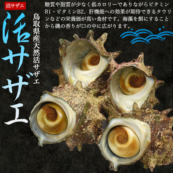 鳥取県産 天然岩牡蠣 活サザエ 詰め合わせセット 合計2kg前後 生食用 鳥取ブランド 牡蠣 かき カキ 夏輝 ブランド牡蠣 岩がき 岩ガキ さざえ 栄螺 新鮮 生 殻付き 大型 日本海 産地直送 産直 お取り寄せ 国産 生食 刺身 つぼ焼き 海の幸 海産物 高級食材 クール便
