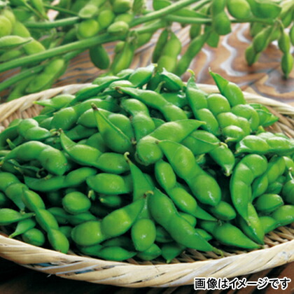 山形 朝どり 4袋 プレゼント 直送品 だだちゃ豆 お取り寄せグルメ お取り寄せギフト ギフト 日時指定不可