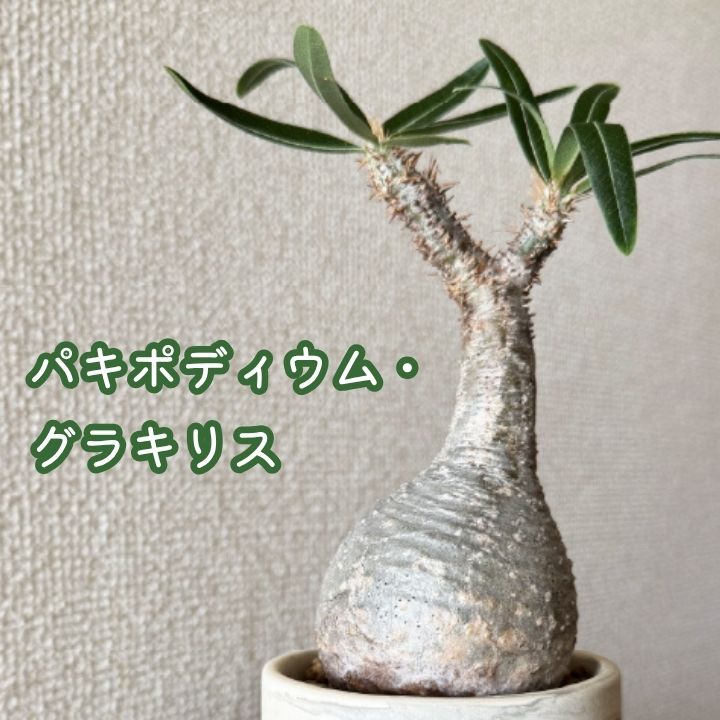 【早い物勝ち】期間限定価格★パキポディウム　グラキリス　現地球　コーデックス 早い物勝ち】期間限定価格☆パキポディウム グラキリス 現地球