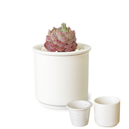 楽天市場】多肉植物 鉢 エアプランター カップ 2.5号 日本製 磁器製 