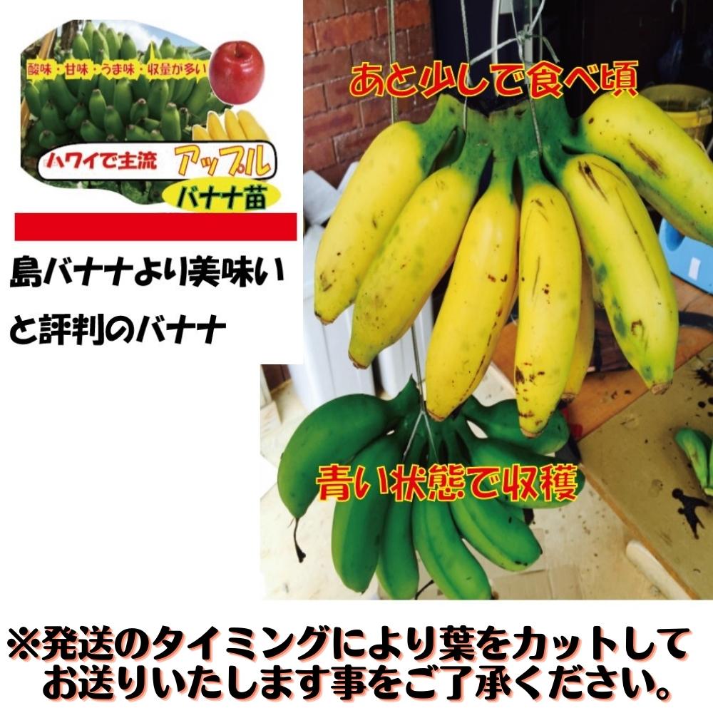 熟すとリンゴのような香り♪《アップルバナナ 7号大苗》バナナ苗