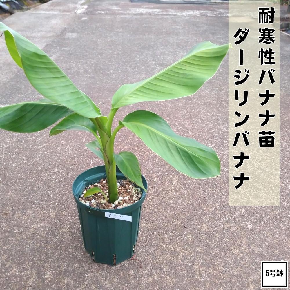 極耐寒性ジャパニーズ　バナナ太大苗◇南国リゾート　トロピカル　ヤシ西海岸 極耐寒性ジャパニーズ バナナ大株◇南国リゾート西海岸ドライ