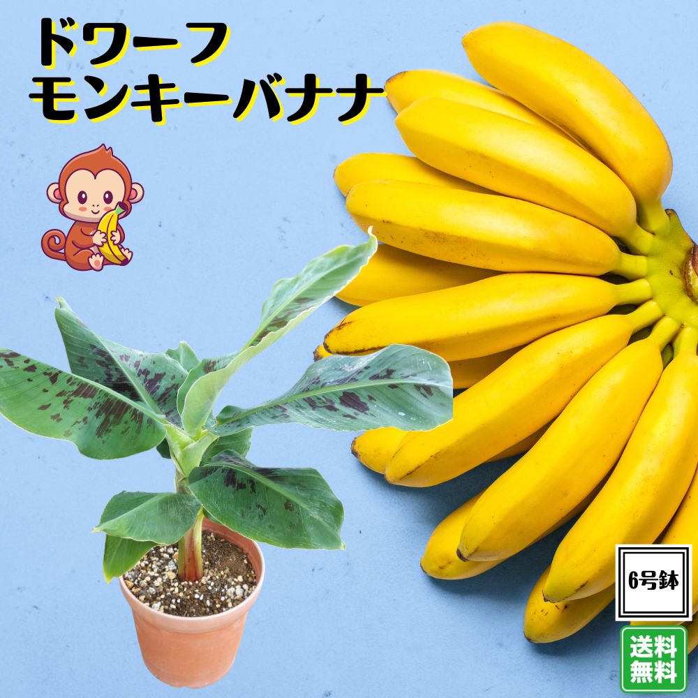 ３本 巨大 日本 バナナ 葉先５m ジャパニーズバナナ 芭蕉 バショウ