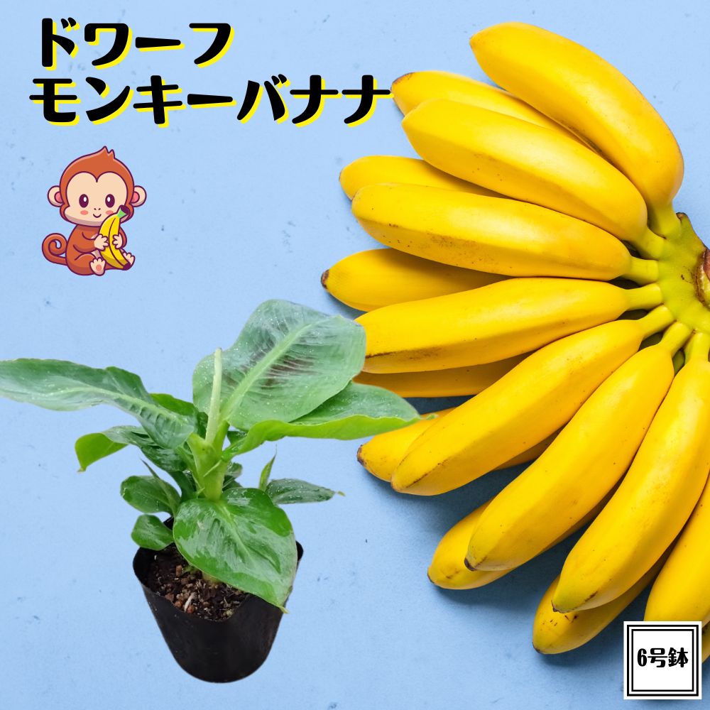 Amazon.co.jp: 耐寒性バナナ バショウ 6号鉢大株 ジャパニーズ