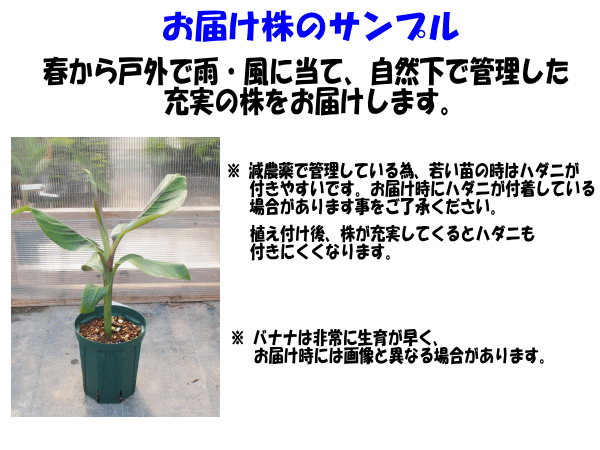 楽天市場 耐寒性バナナ苗 へレンズ バナナ 5号株 発送時期が同じ熱帯植物との同梱可能 庭植えバナナ苗 Tahiti Marche ータヒチマルシェー