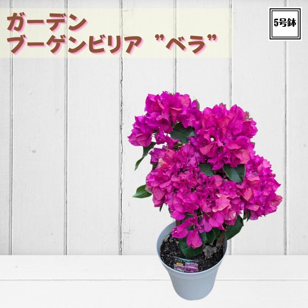 楽天市場】ブーゲンビリア サンデェリアーナパープル（斑入り葉
