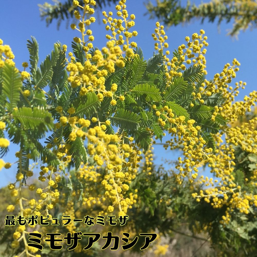 ミモザアカシア　　/ 654 楽天市場】ギンヨウアカシア 【ゴールデンミモザ プルプレア