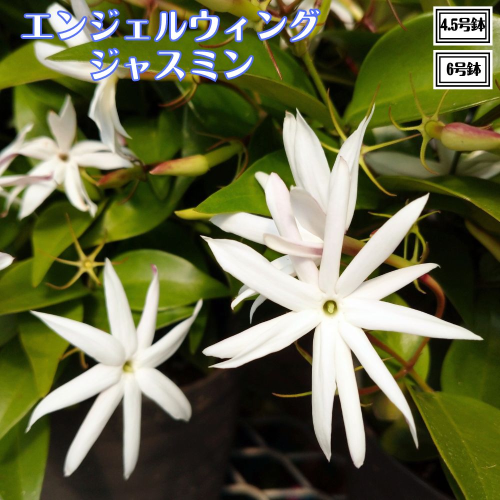 ピカケ様 imgrc0069047431.jpg