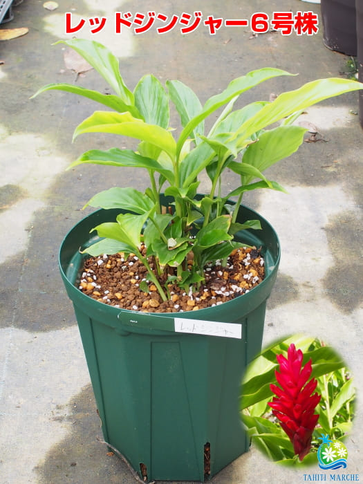 楽天市場 希少熱帯植物 レッドジンジャー苗 6号鉢 トロピカルフラワー Tahiti Marche ータヒチマルシェー