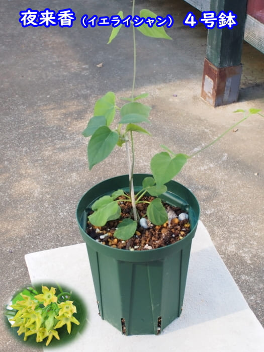 楽天市場 夜に強く香る花イエライシャン 夜来香 4号鉢充実苗 Tahiti Marche ータヒチマルシェー