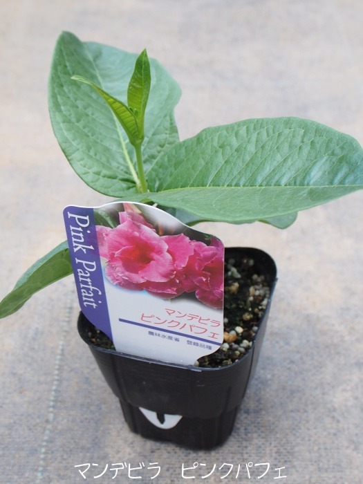 楽天市場 夏でも咲き続ける人気の花 珍しい品種 八重咲きマンデビラ苗 ピンクパフェ ムーンライトパフェ ピンクマリー 3号ポット デプラデニア トロピカルプランツ 生産者指定良株 Tahiti Marche ータヒチマルシェー