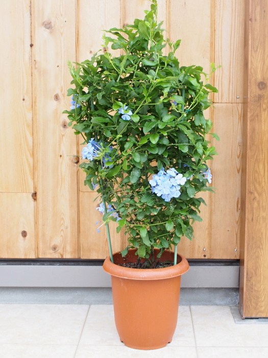 楽天市場 暑さ 寒さに強く花期が長い 送料無料 プルンパーゴ ルリマツリ 選べるブルー ホワイト7号特大株 ガーデニング 庭植えもok プルンバコ アウリクラータ Tahiti Marche ータヒチマルシェー