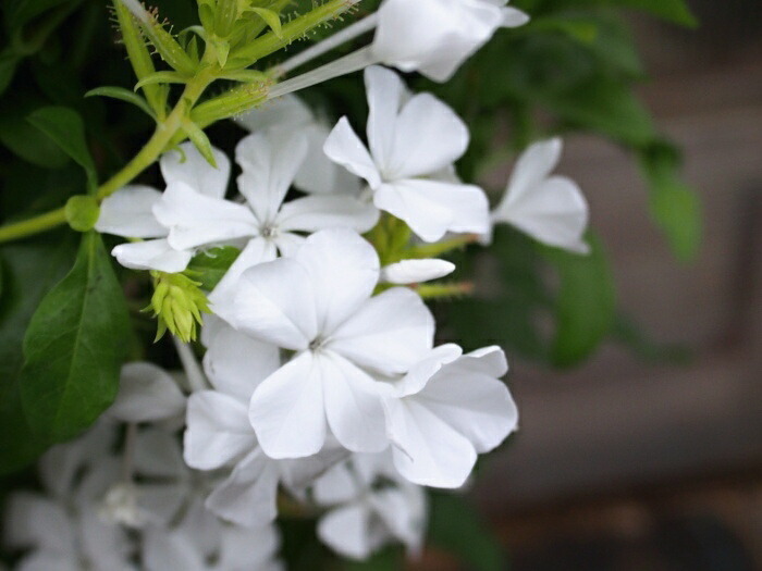 楽天市場 暑さ 寒さに強く花期が長い 送料無料 プルンパーゴ ルリマツリ 選べるブルー ホワイト7号特大株 ガーデニング 庭植えもok プルンバコ アウリクラータ Tahiti Marche ータヒチマルシェー