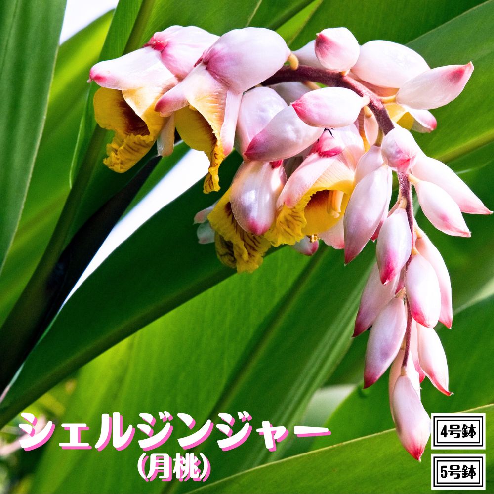 楽天市場】耐寒性バナナ苗 ダージリン バナナ 5号株 送料無料庭