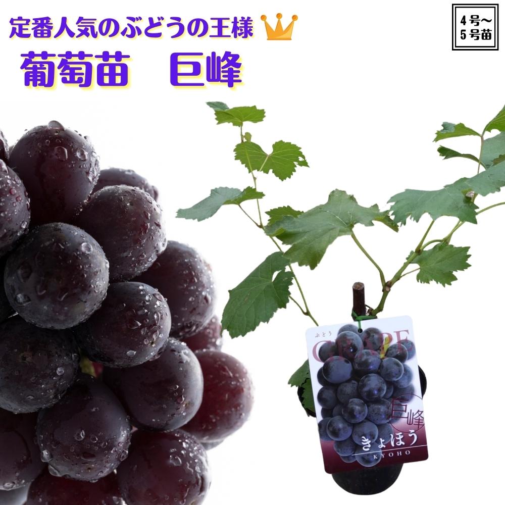 楽天市場】ぶどう ( ブドウ )『 巨峰 ( キョホウ ) 』 13.5cmポット 2