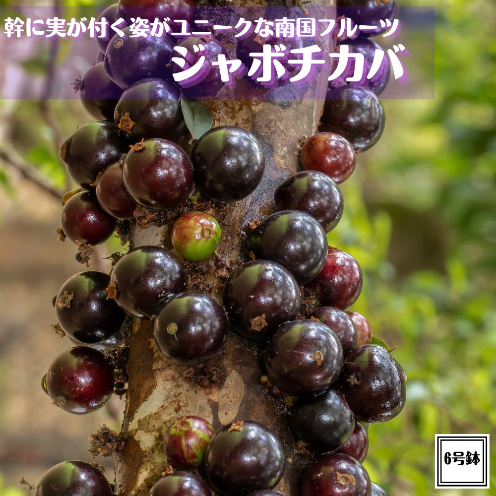 楽天市場】【選べる現品】ジャボチカバ 中葉系 苗木 12号鉢植え
