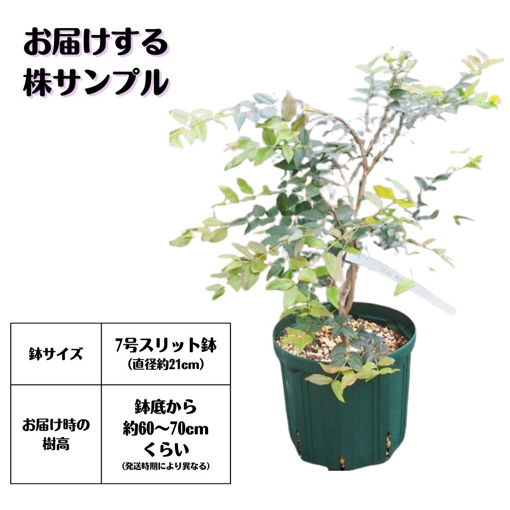 【スーパーSALE限定30%OFF!】強健大玉品種《ジャボチカバ苗7号鉢》送料無料ブラジリアングレープツリーキブドウ熱帯果樹植え替え不要