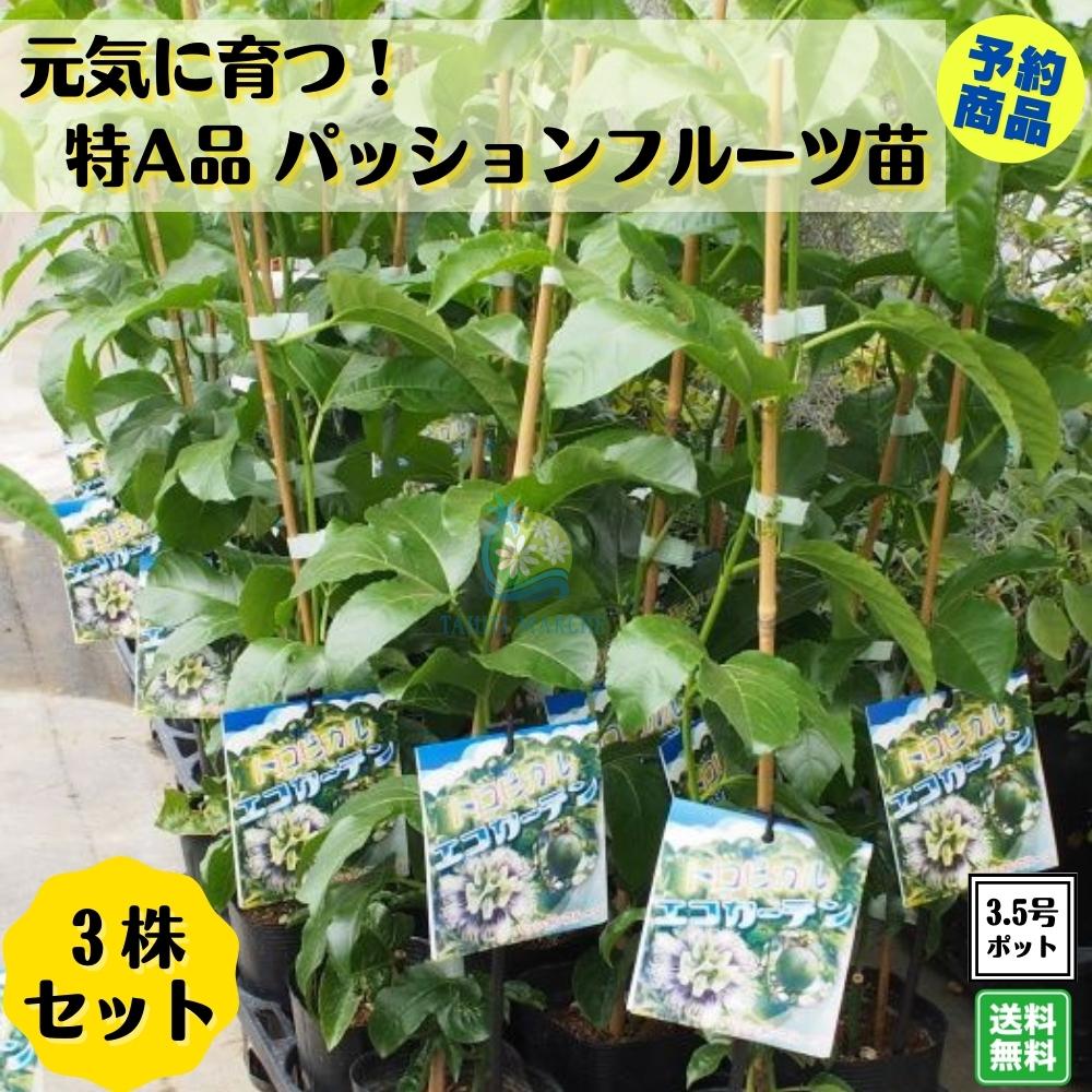 楽天市場】《耐寒性バナナ苗 エンセテ マウレリー 充実カット 楽天市場】《耐寒性バナナ苗 エンセテ マウレリー 充実カット