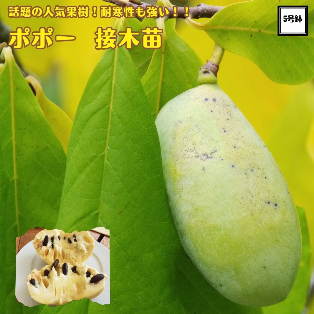 果実つき　5年生　ポポー苗木　樹高80センチ 5号鉢 撮影品のお届け 苗 80センチ 果実つき 5年生 ポポー苗木 樹高80センチ 5号鉢 撮影