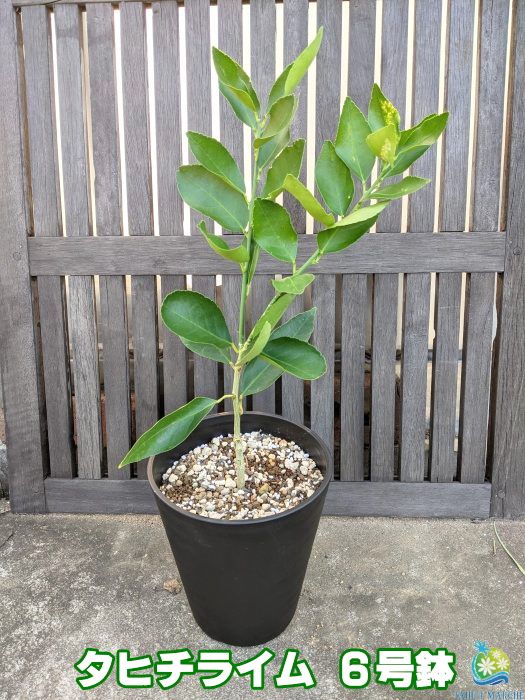 楽天市場 楽天スーパーセール30 Off タヒチライム苗 接木6号鉢 発送時期が同じ熱帯植物との同梱可能 植え替え不要 Tahiti Marche ータヒチマルシェー