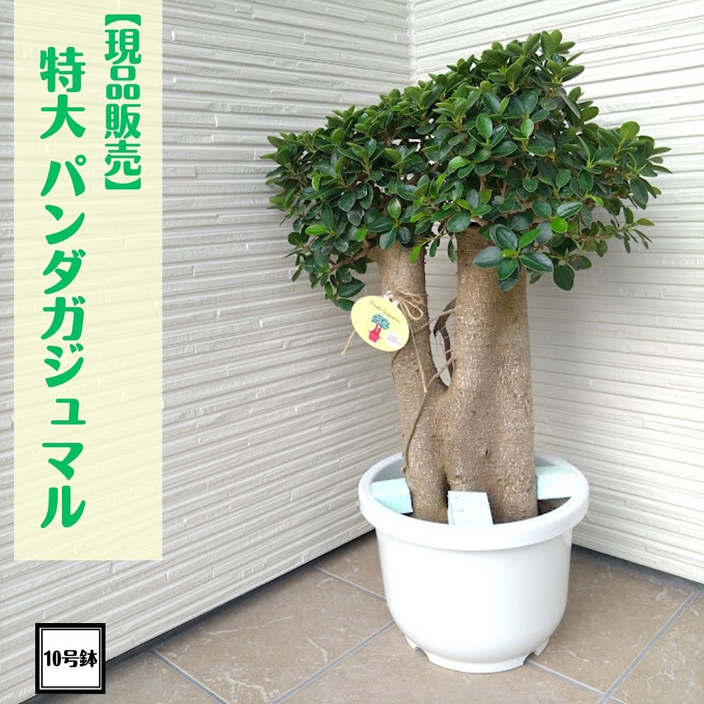 パンダガジュマル(現品販売) パンダガジュマル(現品販売) - メルカリ