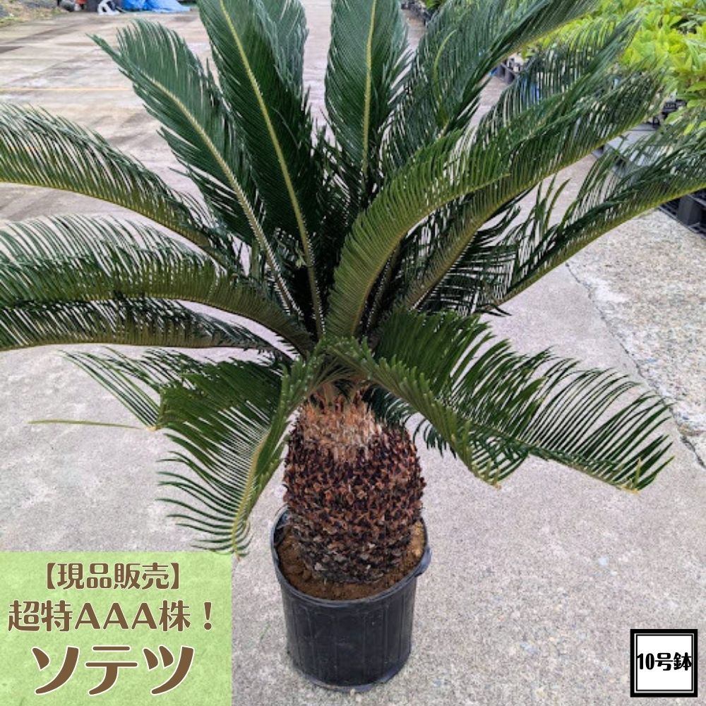 楽天市場】ソテツ・蘇鉄（巨木）極太 3.5m Cycas revoluta : LAND