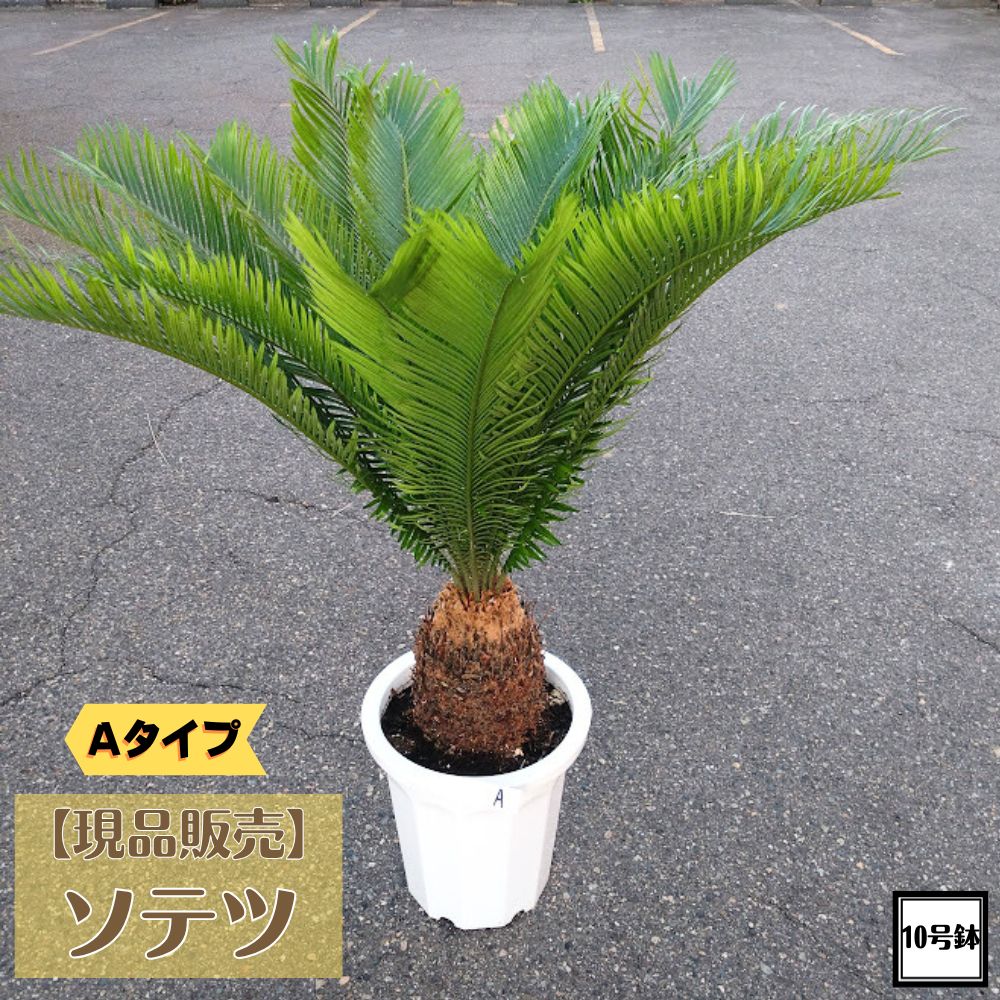 楽天市場】【現品発送】ソテツ（蘇鉄) 大株 幹太 43型フレグラー鉢植え