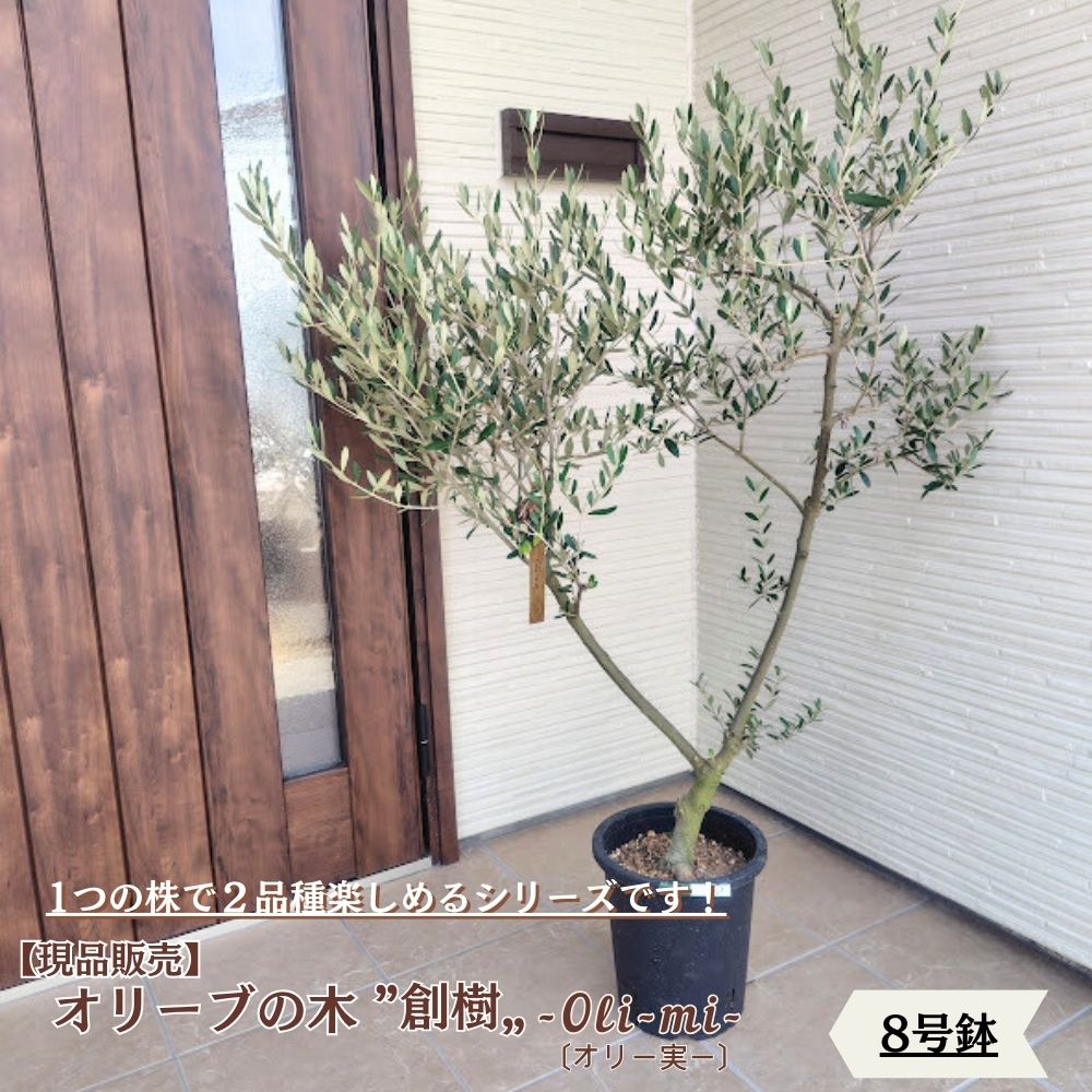 〔現品販売〕人気のオリーブ 創樹 -souju- \