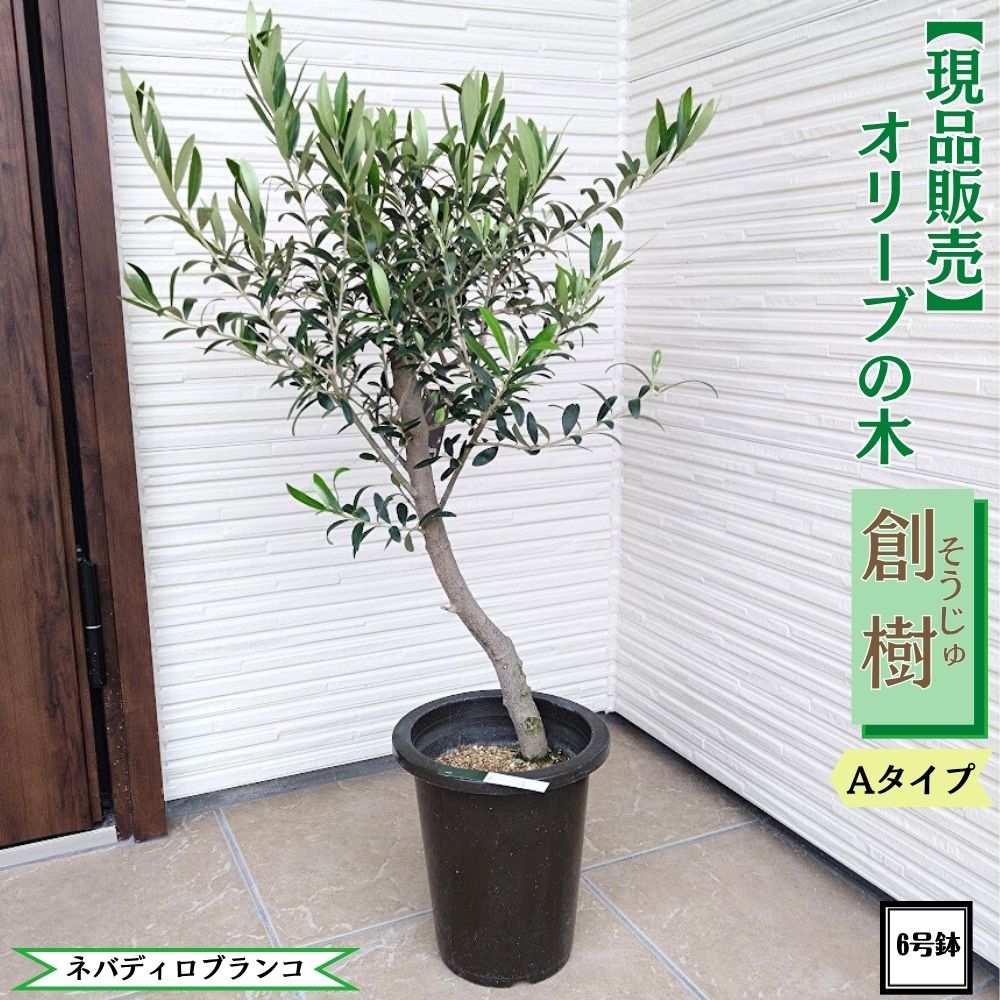 楽天市場】おしゃれ 観葉植物：オリーブの木 ピクアル 8号*現品7