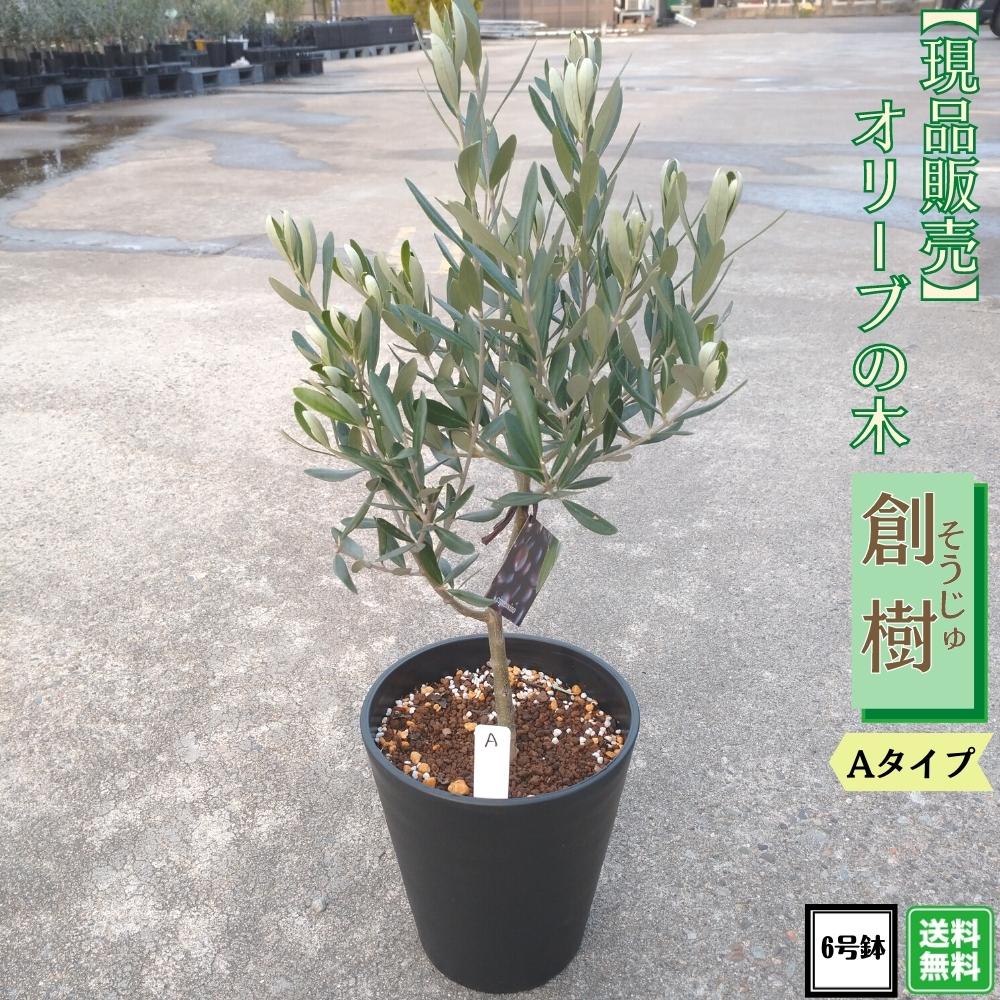 創樹 Souj オリーブの木 シプレッシーノ テラコッタ鉢植え 苗-