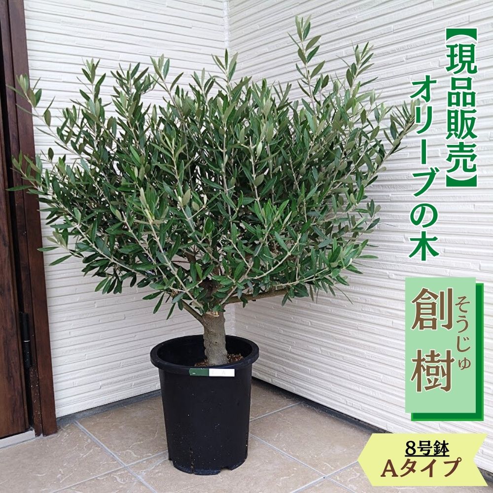 楽天市場】おしゃれ 観葉植物：オリーブの木 ネバディロブロンコ