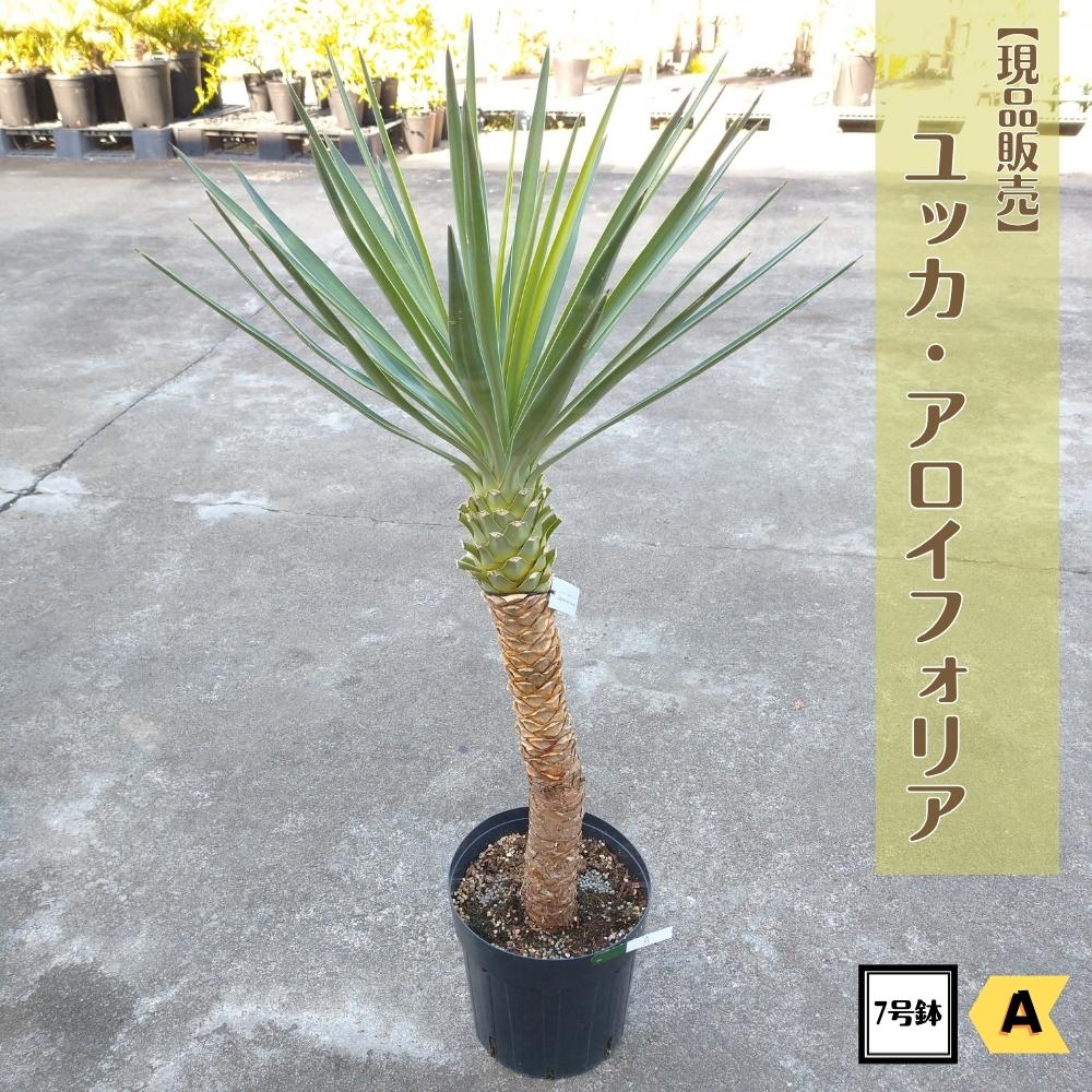 楽天市場】人気の耐寒性ヤシの木 《ココスヤシ 8号鉢 樹高約
