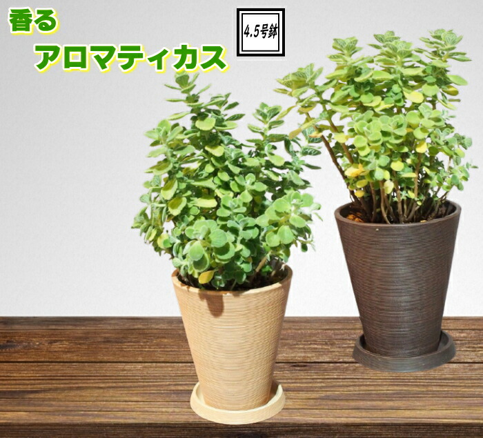 楽天市場 ボリューム満点 もりもりアロマティカス 樹脂鉢 4 5号鉢 Gよけ ハーブ メディカルプランツ Tahiti Marche ータヒチマルシェー 楽天市場 ボリューム満点 もりもりアロマティカス 樹脂鉢 4 5号鉢 Gよけ ハーブ メディカルプランツ Tahiti Marche ータヒチマルシェー