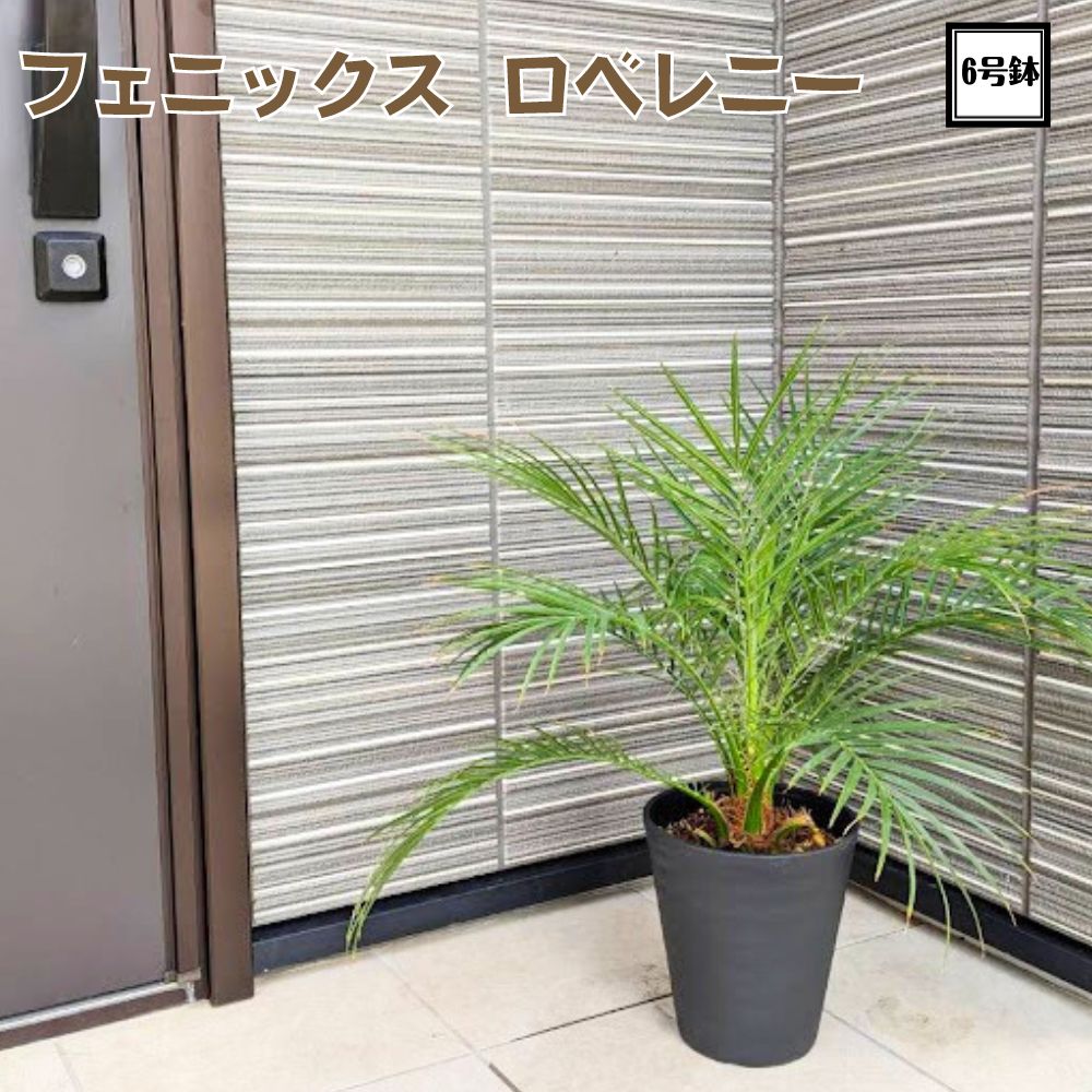 楽天市場】カッコいい観葉植物！！＼現品販売／ ユッカ アロイフォリア 7号鉢千寿ラン ドライガーデン : TAHITI MARCHE ータヒチマルシェー