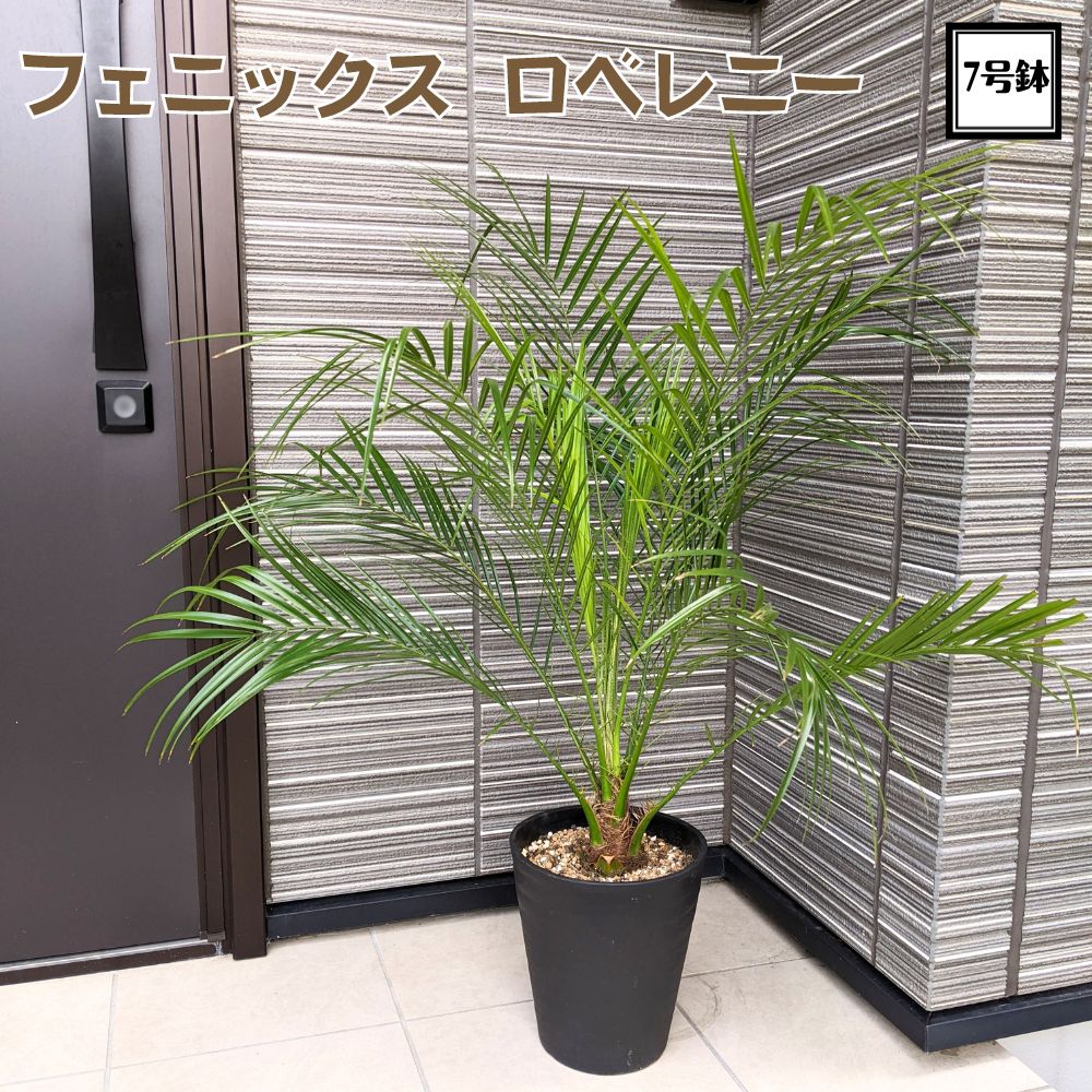 楽天市場】カッコいい観葉植物！！＼現品販売／ ユッカ アロイフォリア 7号鉢千寿ラン ドライガーデン : TAHITI MARCHE ータヒチマルシェー