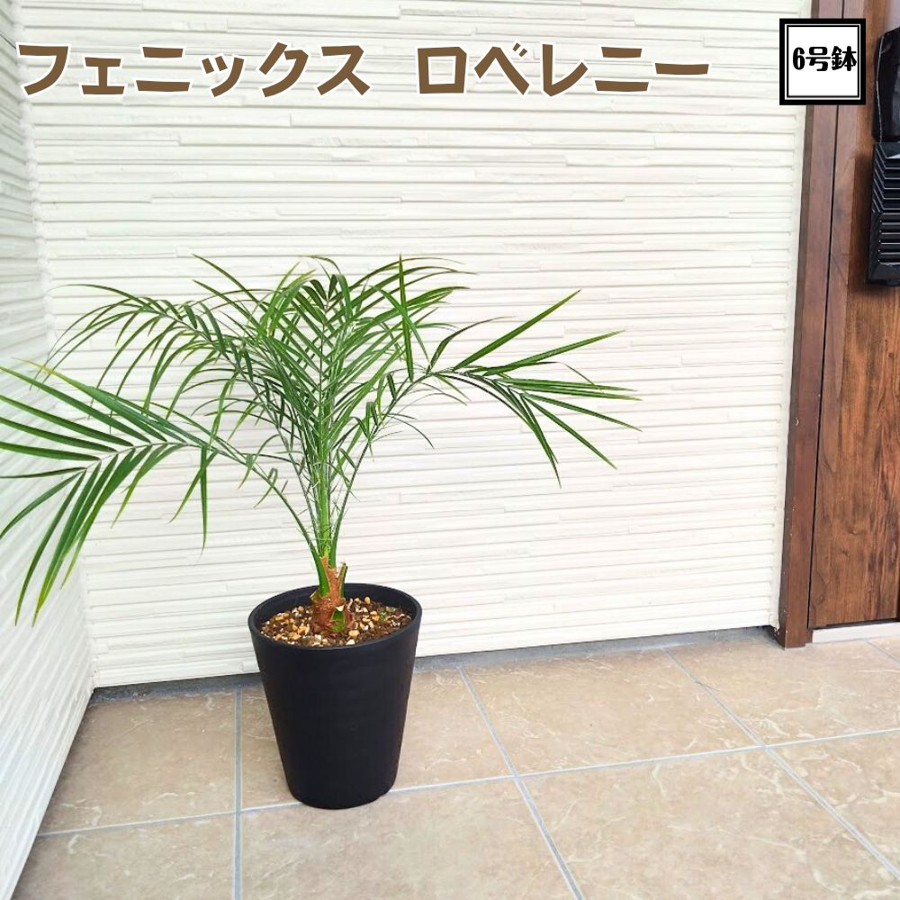 フェニックスロベレニー（200） 楽天市場】□180cm〜200cmサイズ□フェニックス ロベレニー 10号