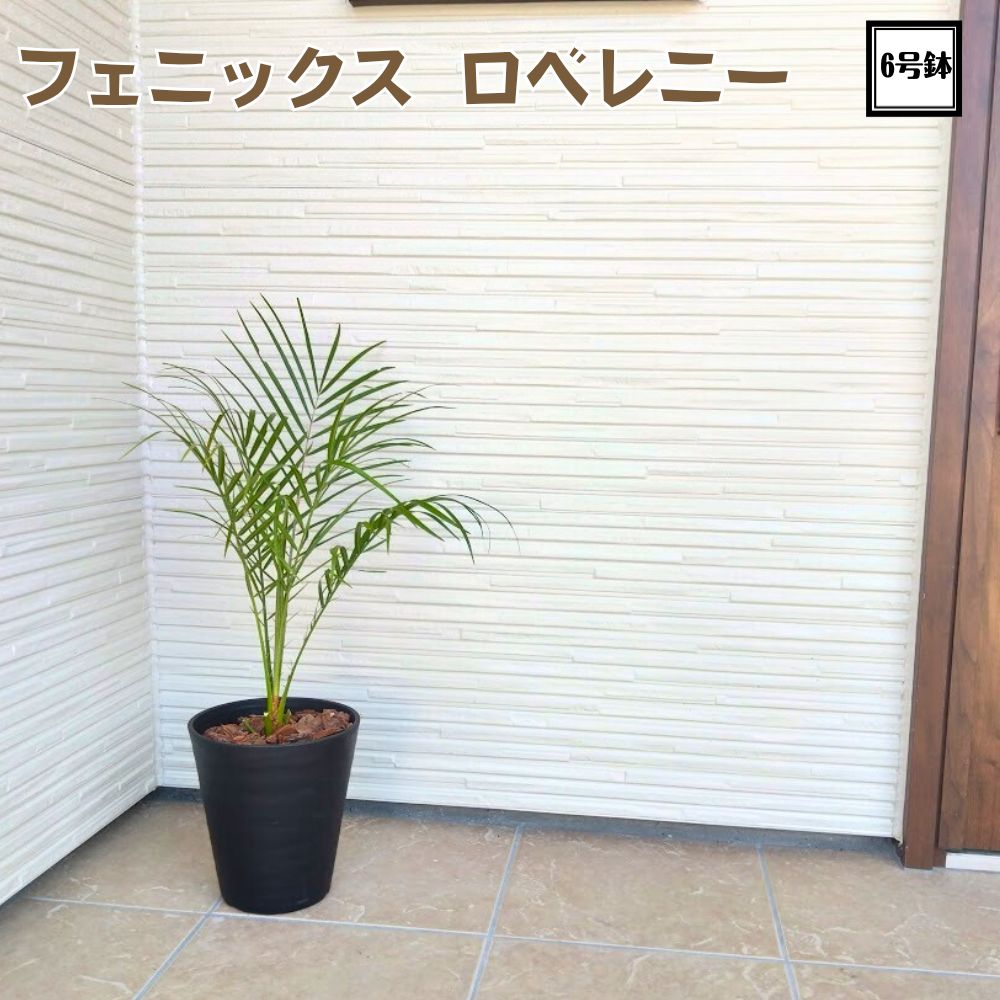 フェニックスロベレニー 園芸ネット本店｜フェニックス・ロベレニー 7号鉢植え の通販【公式】