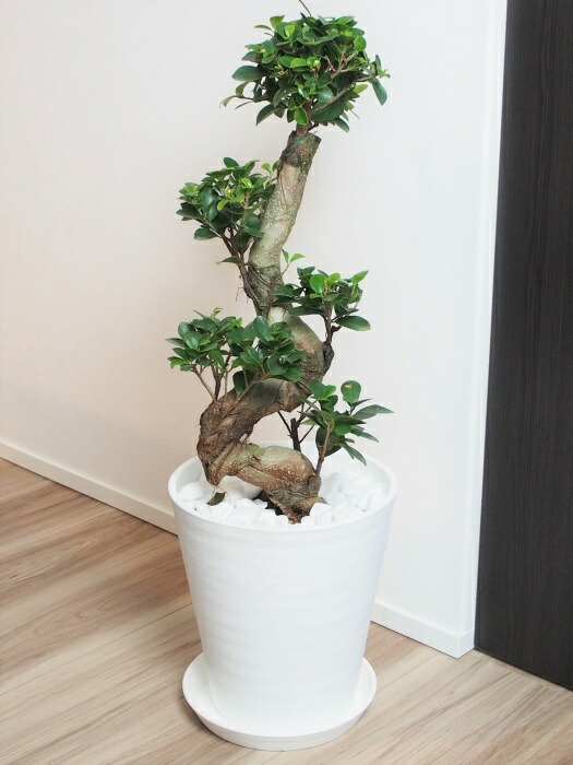 沖縄などに自生する南国気分満点の観葉植物 ガジュマル 花 観葉植物 幸せを呼ぶ植物として人気急上昇 丈夫で育てやすい観葉植物送料無料 ガジュマル 縁起の良い昇り龍樹形 インテリアグリーン 癒しのリゾートスタイル アジアン 多幸の樹 精霊の宿る樹 沖縄などに自生する南国気分満点の観葉植物 ガジュマル 花 観葉植物 幸せを呼ぶ植物として人気急上昇 丈夫で育てやすい観葉植物送料無料 ガジュマル 縁起の良い昇り龍樹形 インテリアグリーン 癒しのリゾートスタイル アジアン 多幸の樹 精霊の宿る樹