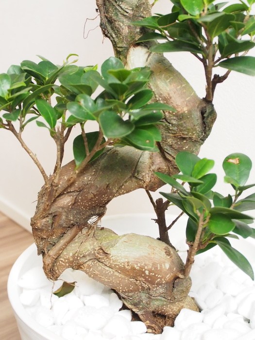 益荒男で育て他愛ない観葉植物送料無料 ガジュマル 目印の懇切リフト龍天然木形姿 家具翠色 癒しの行きつけの場所花柱 アジアン 福徳の樹 霊の泊る樹 引出物 構築祝賀会 Nobhillmusic Com