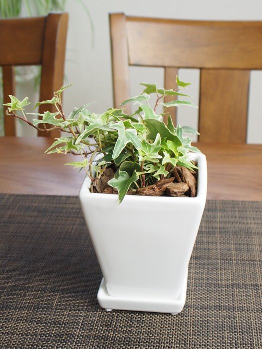 楽天市場 寒さに強い観葉植物 ヘデラ アイビー ホワイトスクエア陶器鉢コンパクトサイズ ミニ観葉植物 インテリアグリーン Tahiti Marche ータヒチマルシェー