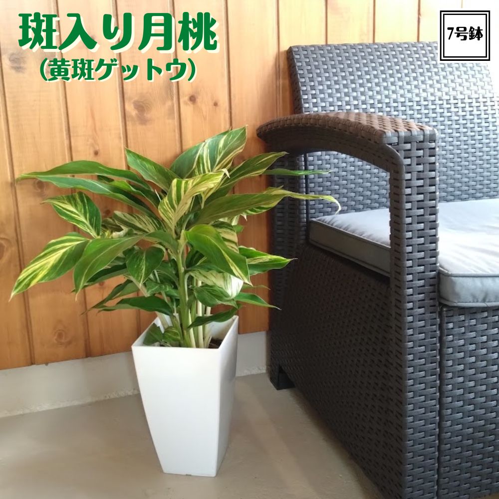 楽天市場】月桃『 黄斑ゲットウ』（ アルピニア ）7号鉢植え 送料無料