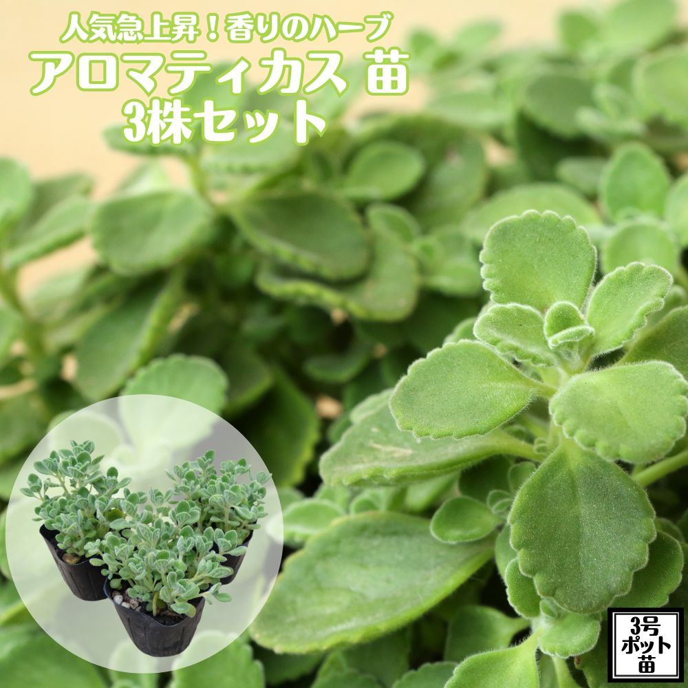 楽天市場】寒さに強く香り抜群！！《ジャスミン ホワイト