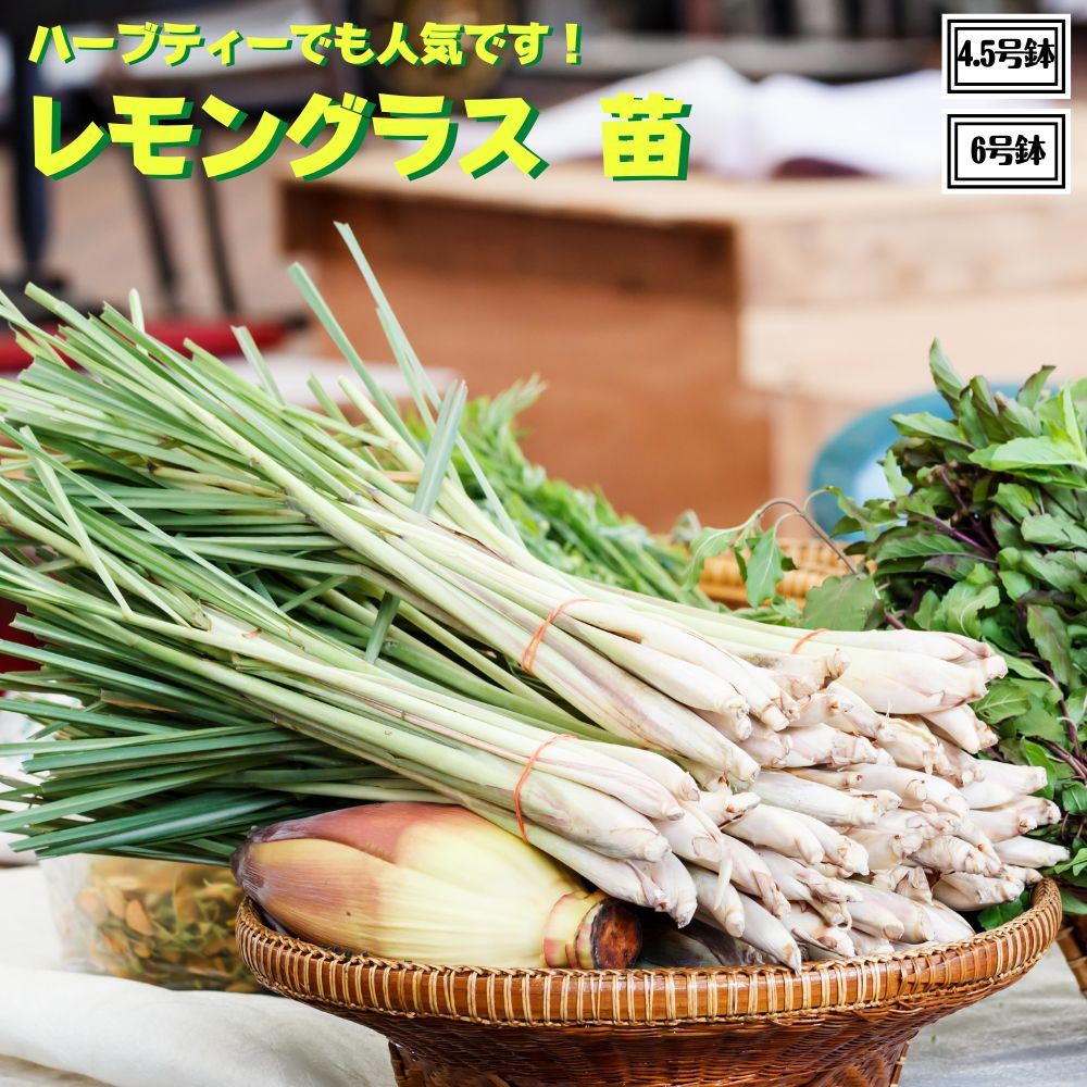 【正規品】レモンフラワー　1本　緑茶　1本　バーナー芯　1個 楽天市場】レモングラス1年株 1株 9cmポット 送料無料 : 園芸
